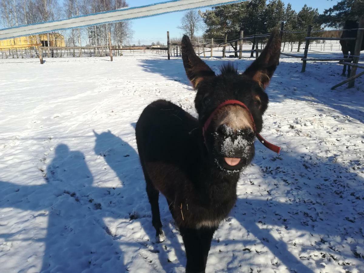 Pensjonat Przy Stajni Kierzkowo  Exterior foto