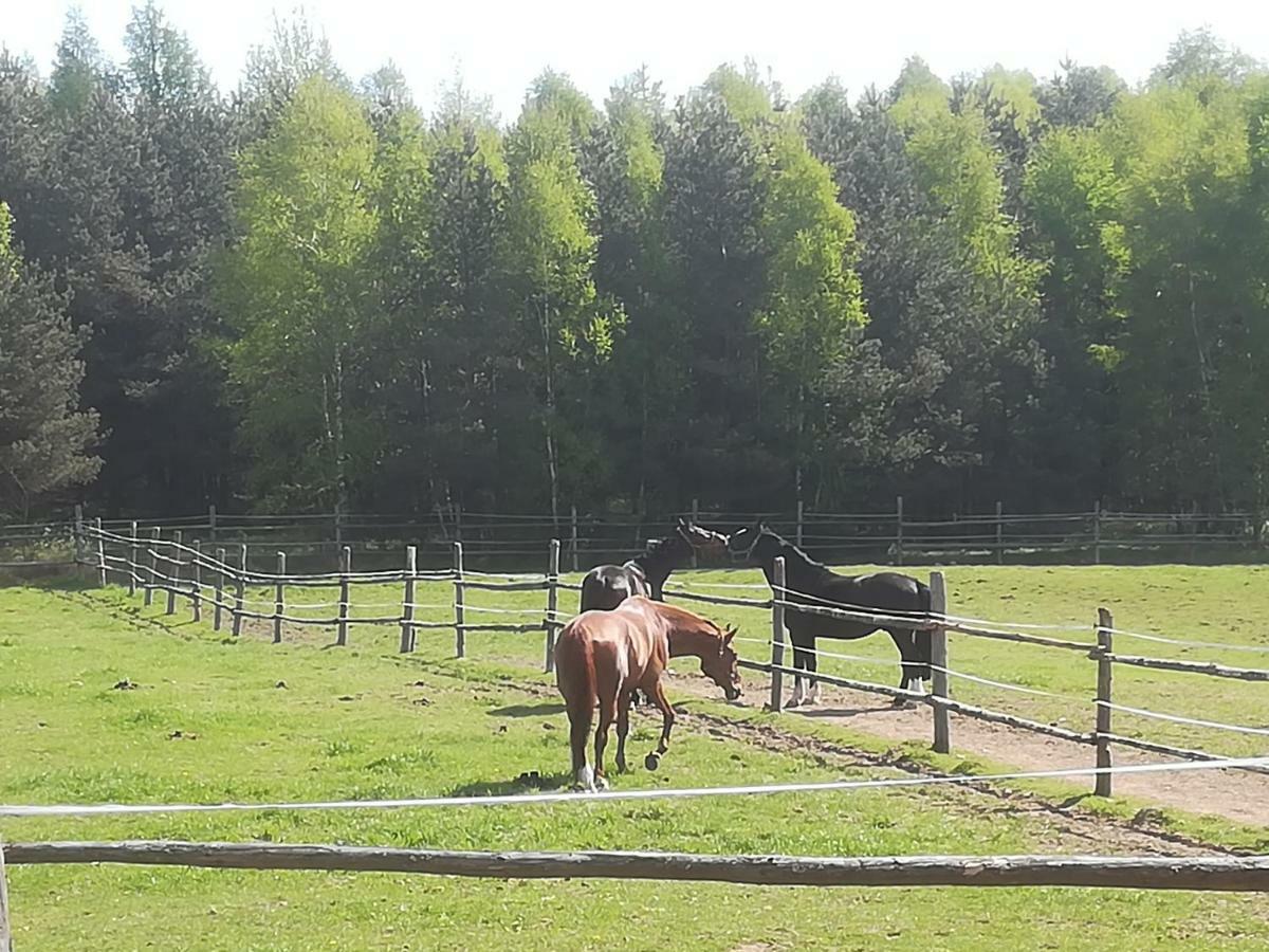Pensjonat Przy Stajni Kierzkowo  Exterior foto
